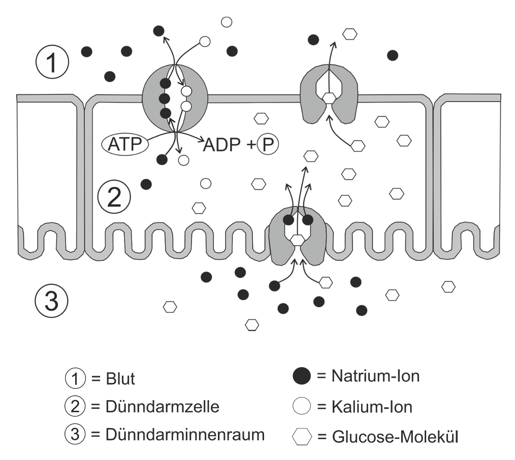 Dünndarmzelle schematisch mit Na+/K+-Pumpe, Glucosetransportern sowie Blut- und Darminnenraum
